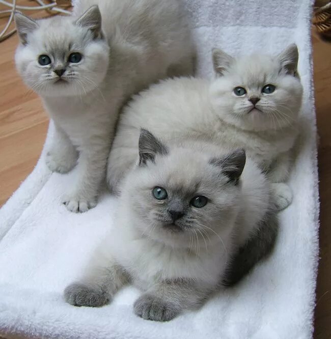 Продажа котят фото в октябрьском башкортостан The Nursery British shorthair cats, British shorthair kittens, Beautiful cats