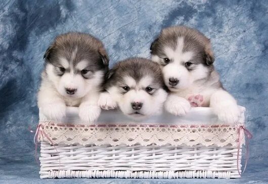 Продажа щенков фото alaskan malamute puppies...will have one someday! My someday house Alaskan malam