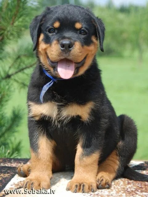 Продажа собак фото Pin af Trumillia Lunnie-Thomas på GSD, Rottweiler, Shepweiler and GSD Love.