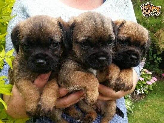 Продажа собак фото border terrier puppies Sleaford, Lincolnshire Pets4Homes Border terrier puppy, P