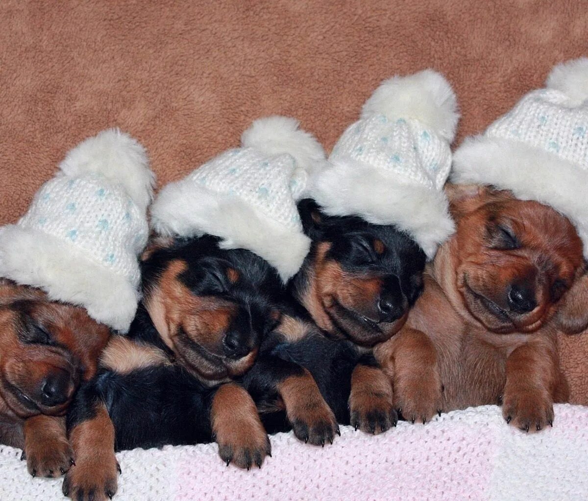 Продажа собак фото Pin by emilycaillonchene on bathroom 1st fl Dachshund puppies, Doxie puppies, Do