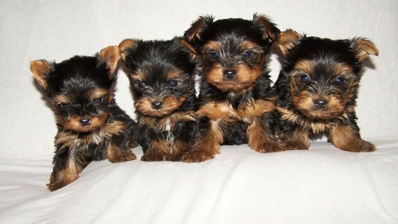 Продажа собак в новосибирске с фото Lovely Yorkie Pictures wallpapers - YouTube