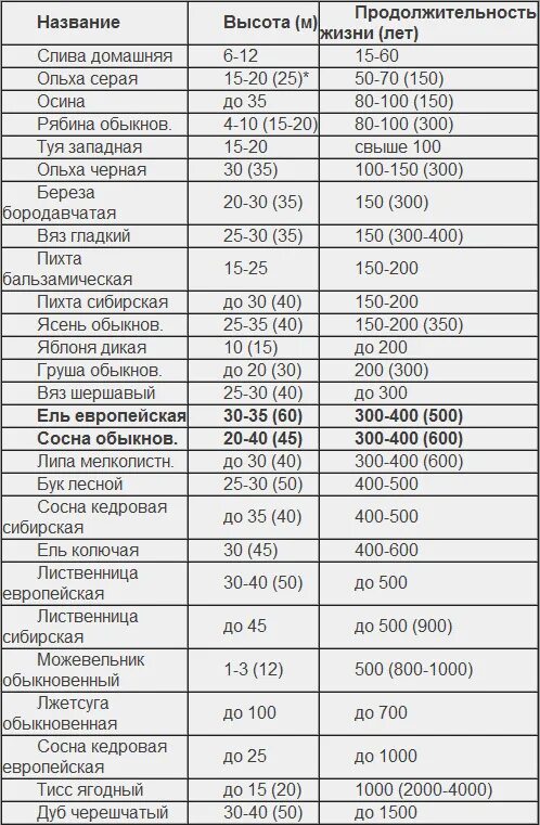 Продолжительность жизни фото Сколько лет живут деревья (таблица)?