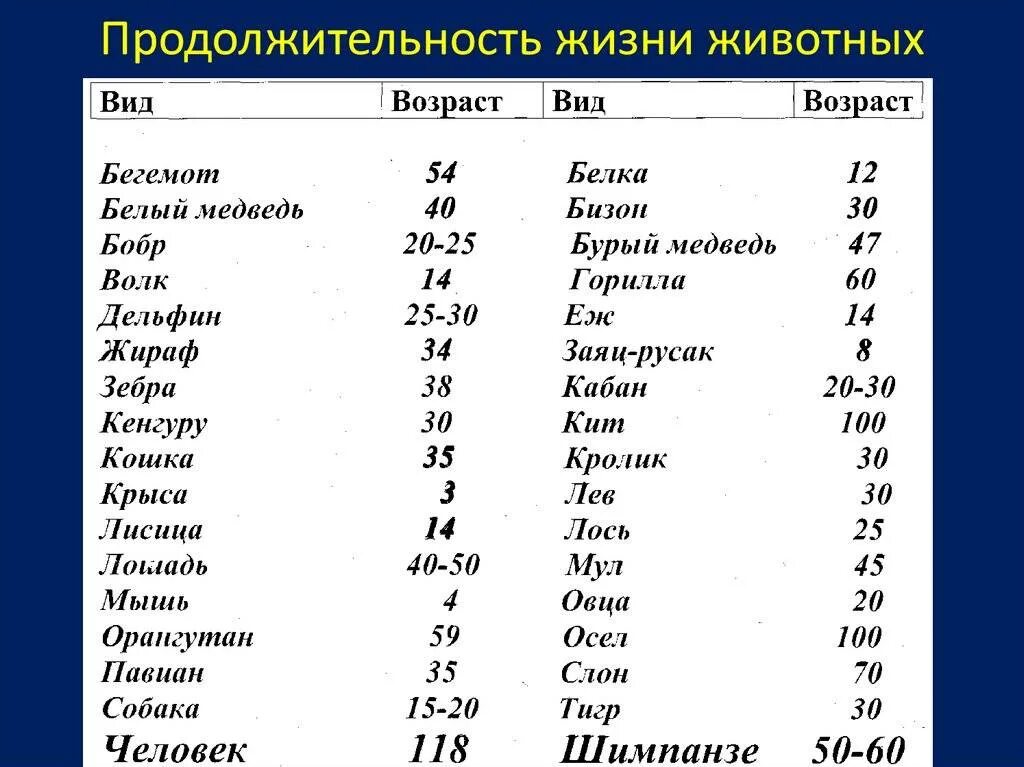 Продолжительность жизни фото Исследовательский проект продолжительность жизни