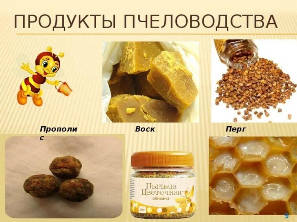 Продукты меда и пчеловодства названия и фото Продукция пчеловодства - CoffeePapa.ru