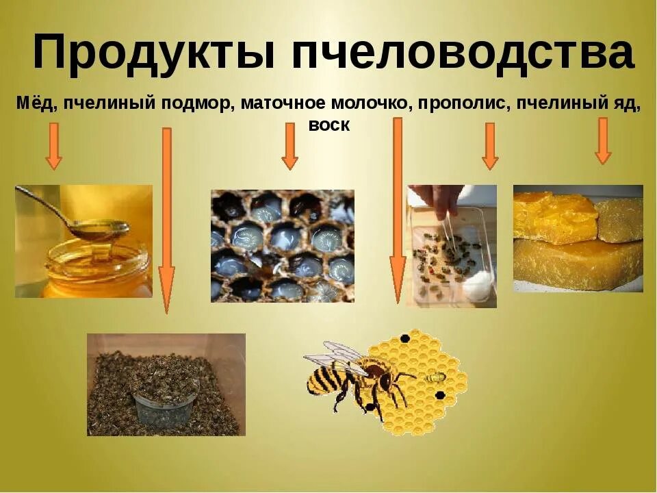 Продукты меда и пчеловодства названия и фото Пчелиная продукция - CoffeePapa.ru