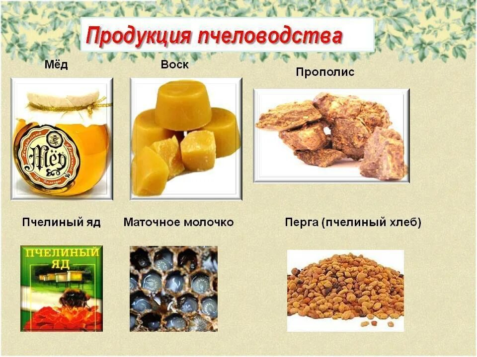 Продукты меда и пчеловодства названия и фото Что производят пчелы кроме меда - CoffeePapa.ru