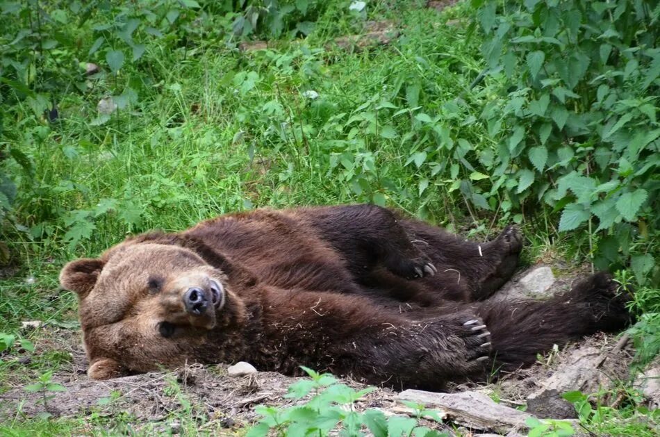 Продукты жизнедеятельности медведя фото The bear is sleeping on the ground in the forest free image download