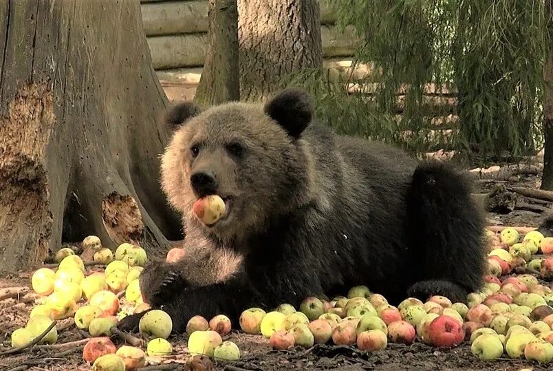 Продукты жизнедеятельности медведя фото В Тверской области медвежата съели тонну яблок - МК Тверь