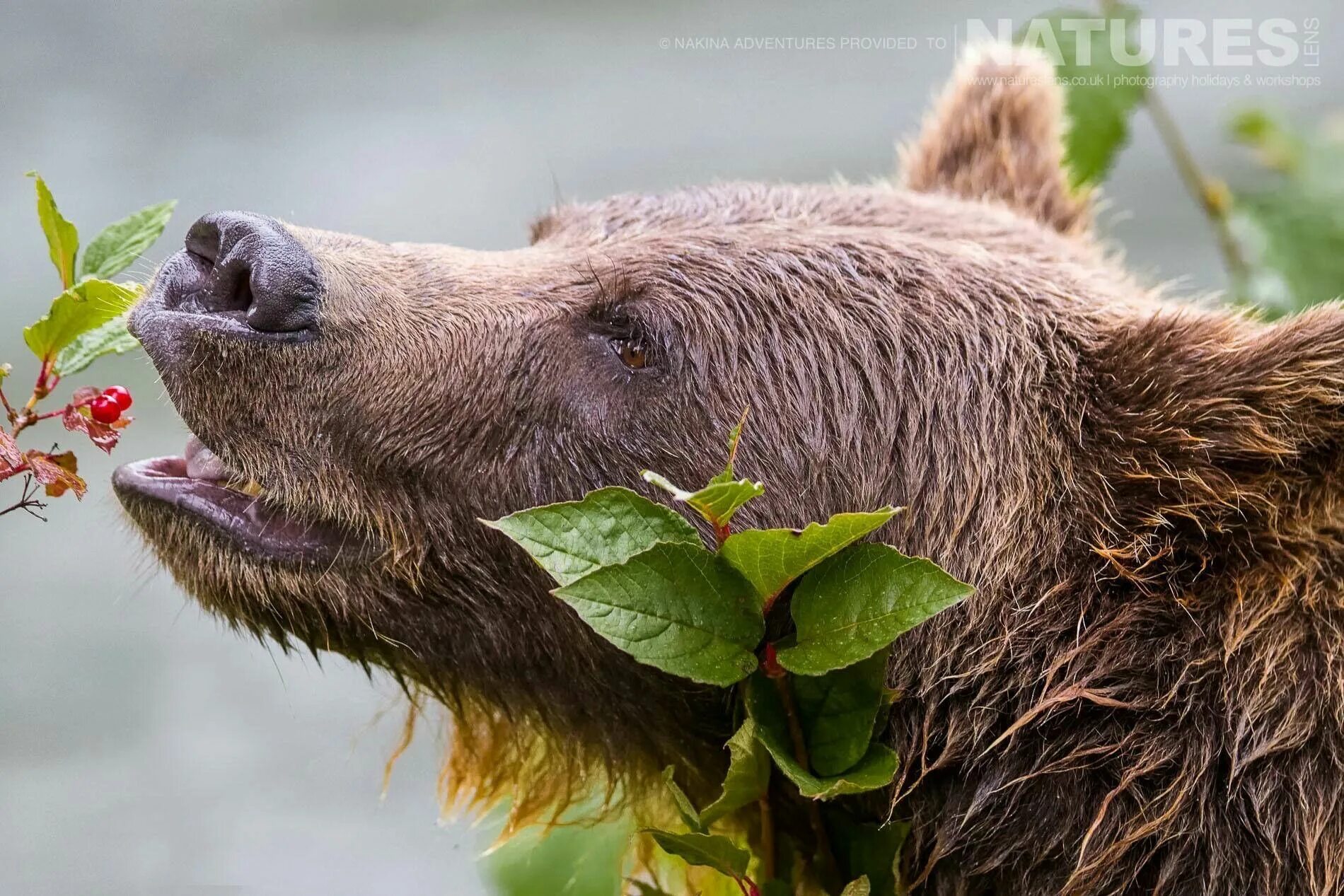 Продукты жизнедеятельности медведя фото Pin by Ed on Animaux Bear, Grizzly bear, Beautiful creatures