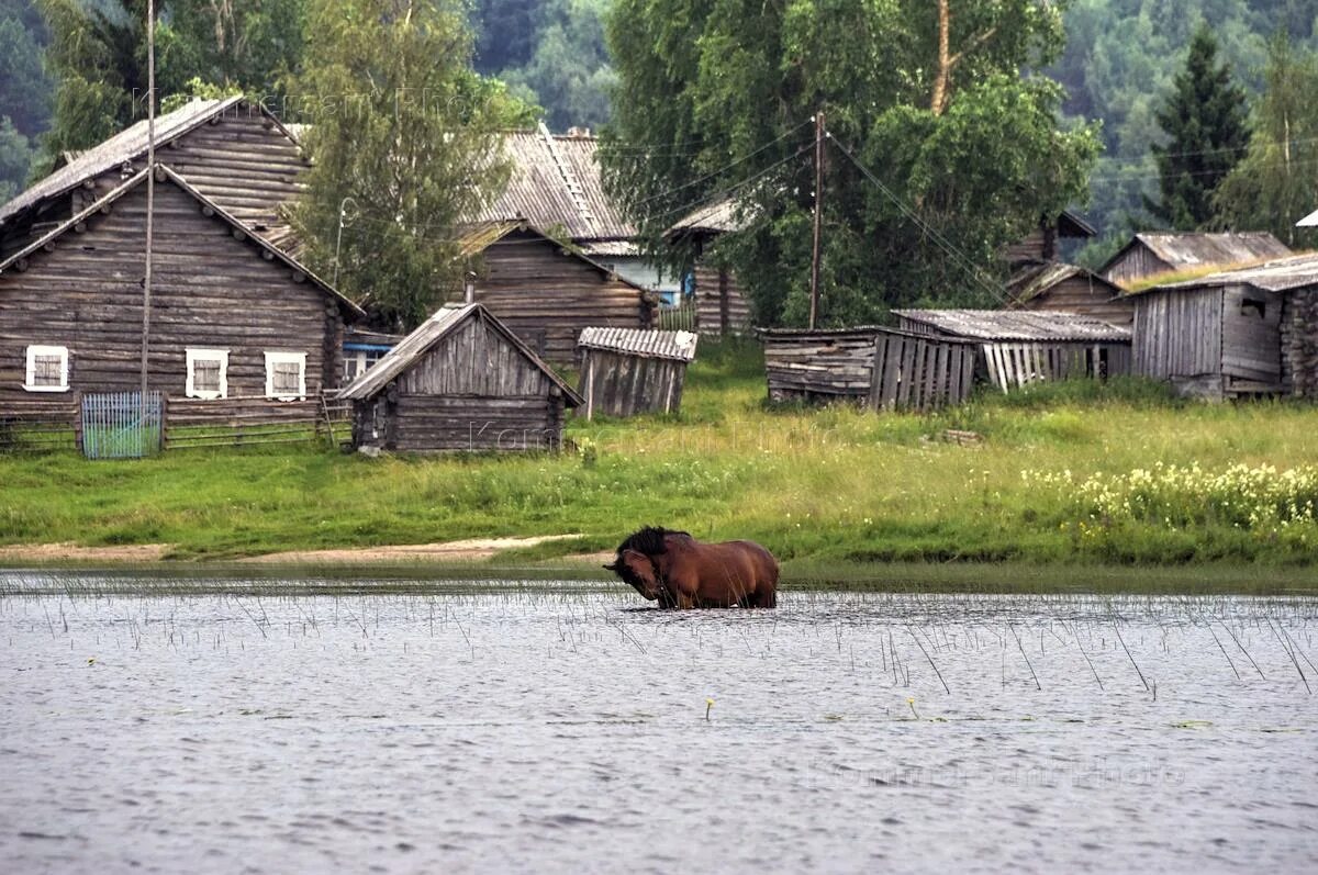 Проект деревни фото Командировка в Кенозерский парк. Плесецкий сектор - Коммерсантъ Фото