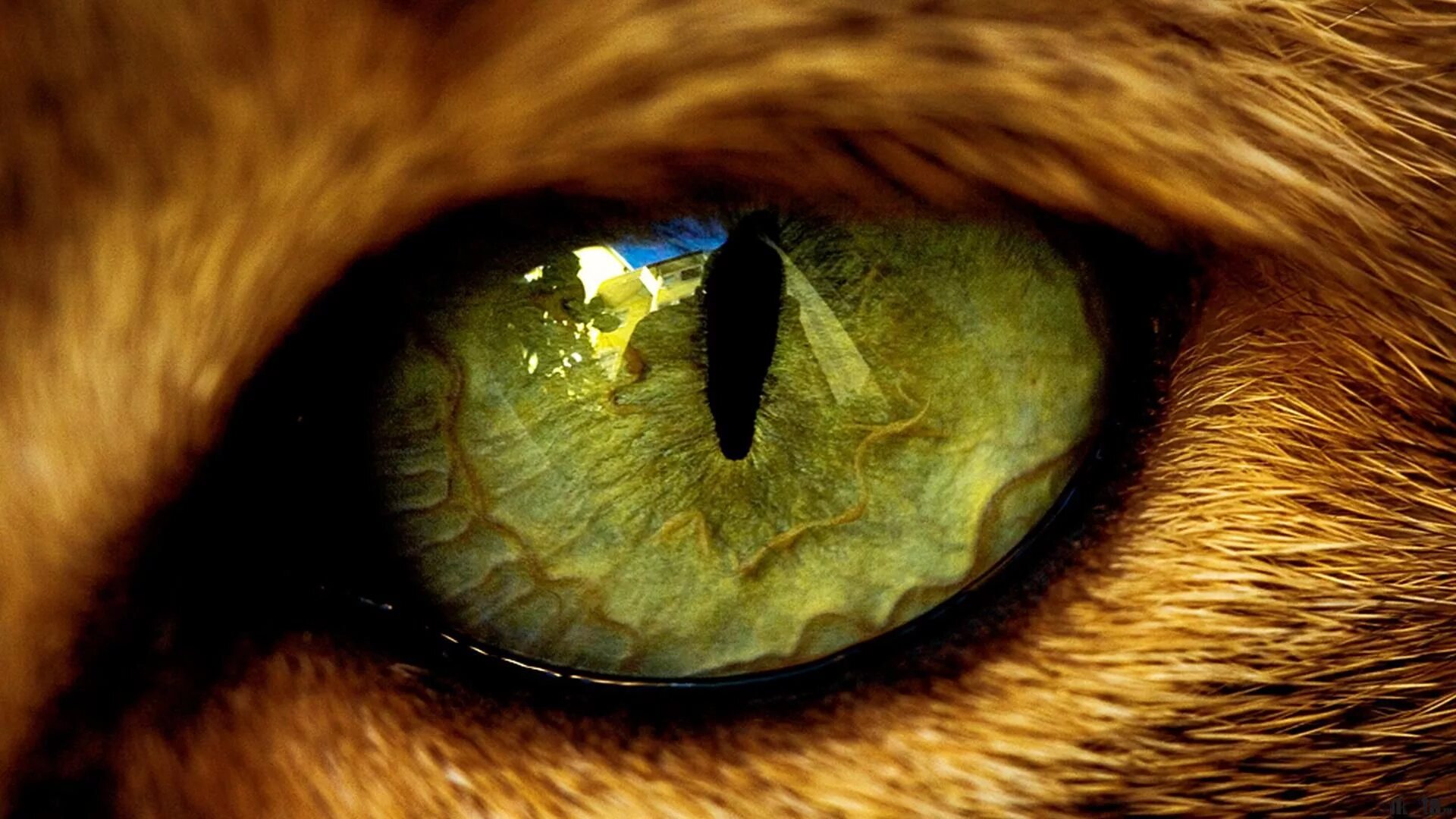 Проект глаза фото Wild eyes Wild eyes, Lion eyes, Eyes wallpaper