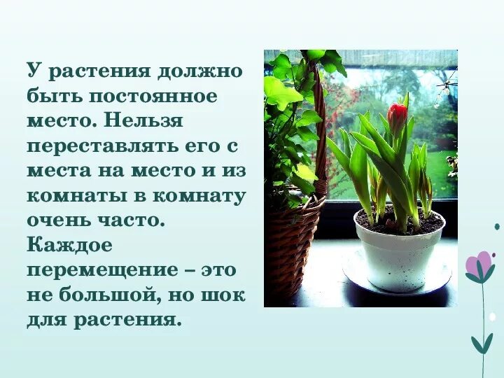 Проект растения в интерьере жилого дома 6 Презентация по технологии "Комнатные растения в интерьере квартиры" (6 класс)