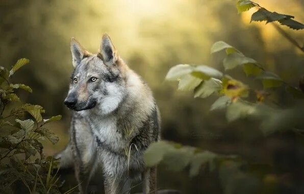 Профессиональная фото волка Pin von Little Wolf auf Animals