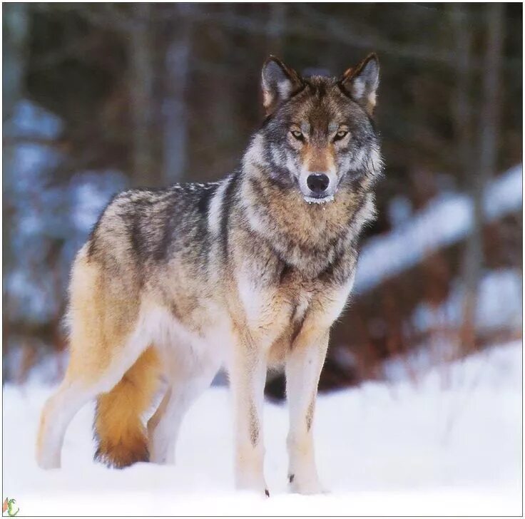 Профессиональная фото волка Pin auf LES LOUPS Wolf hunde, Wolf bilder, Wolfskunst