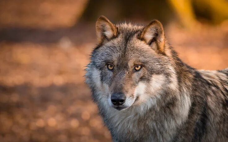 Профессиональная фото волка Beautiful Gray Wolf Fondos de pantalla, Fondos de escritorio 1920x1200 ID:700288