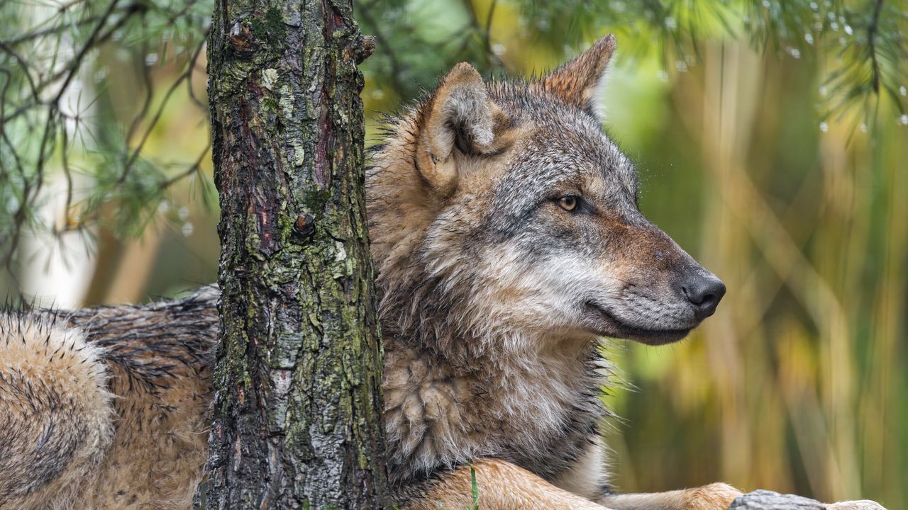 Профессиональная фото волка Wallpaper wolf, profile, predator, wild hd, picture, image