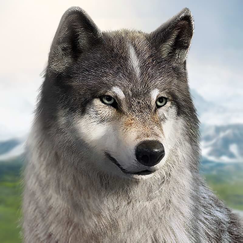 Профессиональная фото волка Amazon.com: Free Wolf Simulator Games