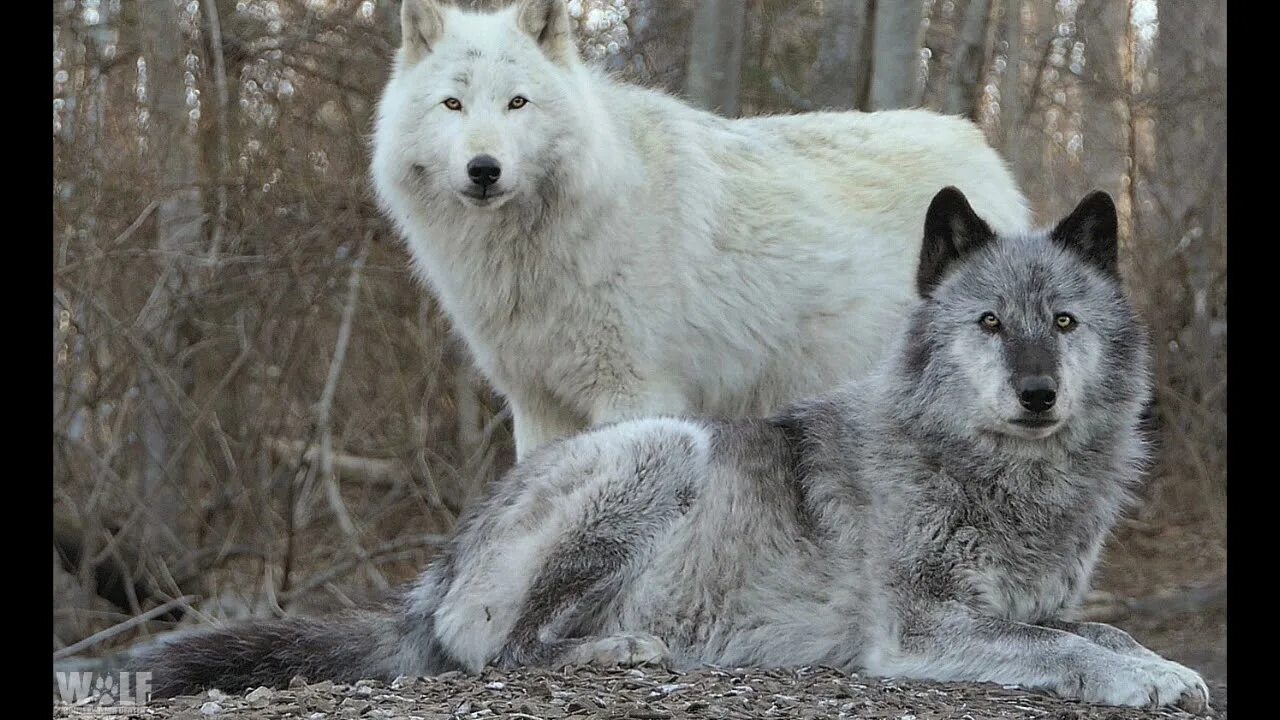 Профессиональная фото волка Dark Ambient Music "Wolf army" - YouTube