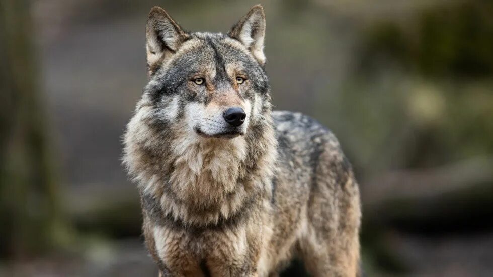 Профессиональная фото волка Gray wolf may be relisted as endangered after Trump removed protections