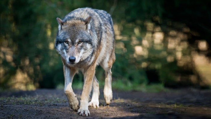 Профессиональная фото волка Wölfe in NRW: Wie viel Schutz haben die Tiere verdient? - Nachrichten - WDR