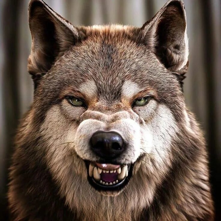 Профессиональная морда волка фото Pin on Wolves,x Wolf dog, Wolf pictures, Snarling wolf