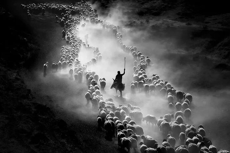 Профессиональные фото мира Quelques Sélections remarquables du Concours 2020 Sony World Photography Awards 