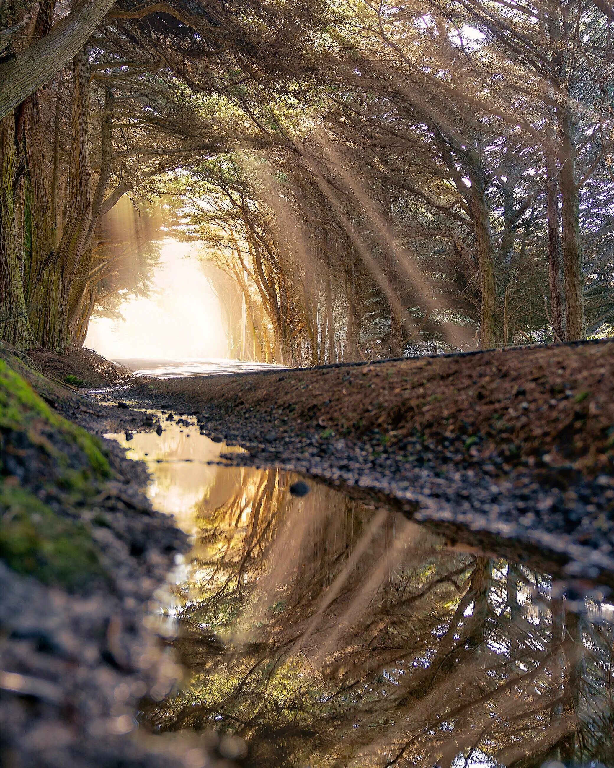 Профессиональные фото природа Tunnel of trees north of Fort Bragg, California - Imageix