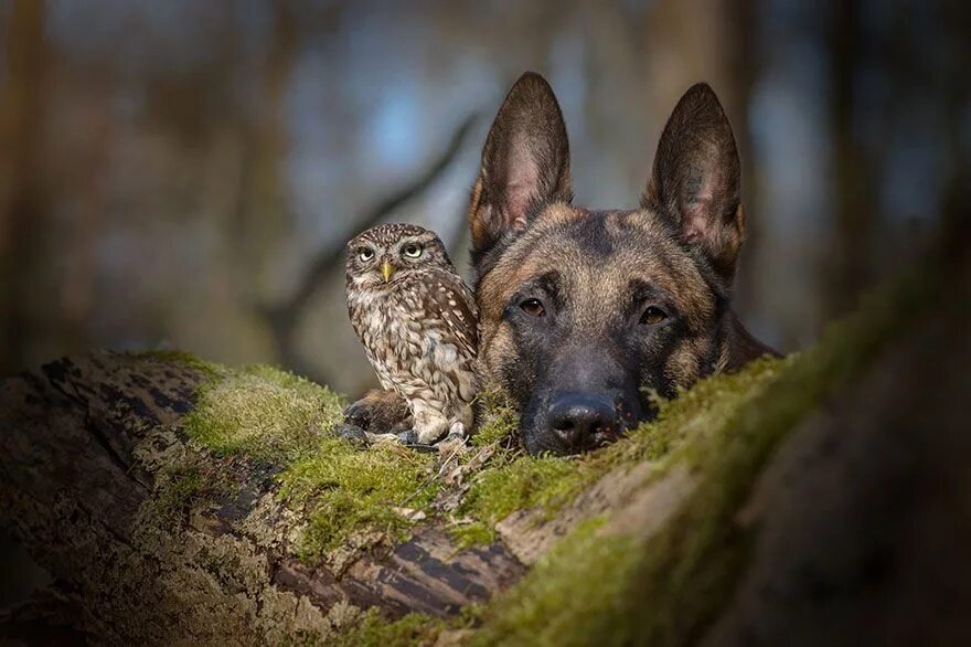 Профессиональные фото животных The Unlikely Friendship Of A Dog And An Owl Animals friendship, Cute animals, An