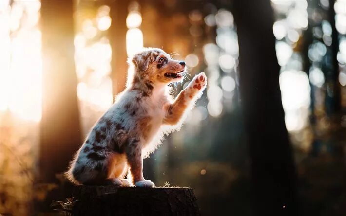 Профессиональные фото животных Download wallpapers Australian Shepherd Dog, forest, sunset, little puppy, cute 