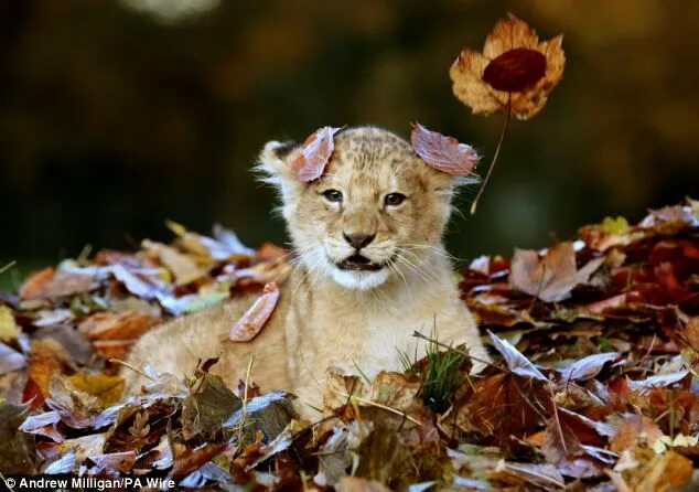 Профессиональные фото животных Adorable lion cub Karis loves playing with Autumn leaves Cute baby animals, Cute