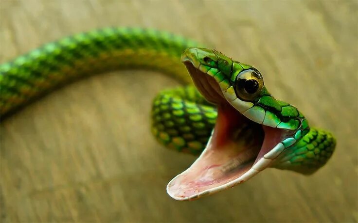 Профиль змеи фото Pin by Elan on billie Vine snake, Animals, Animal close up