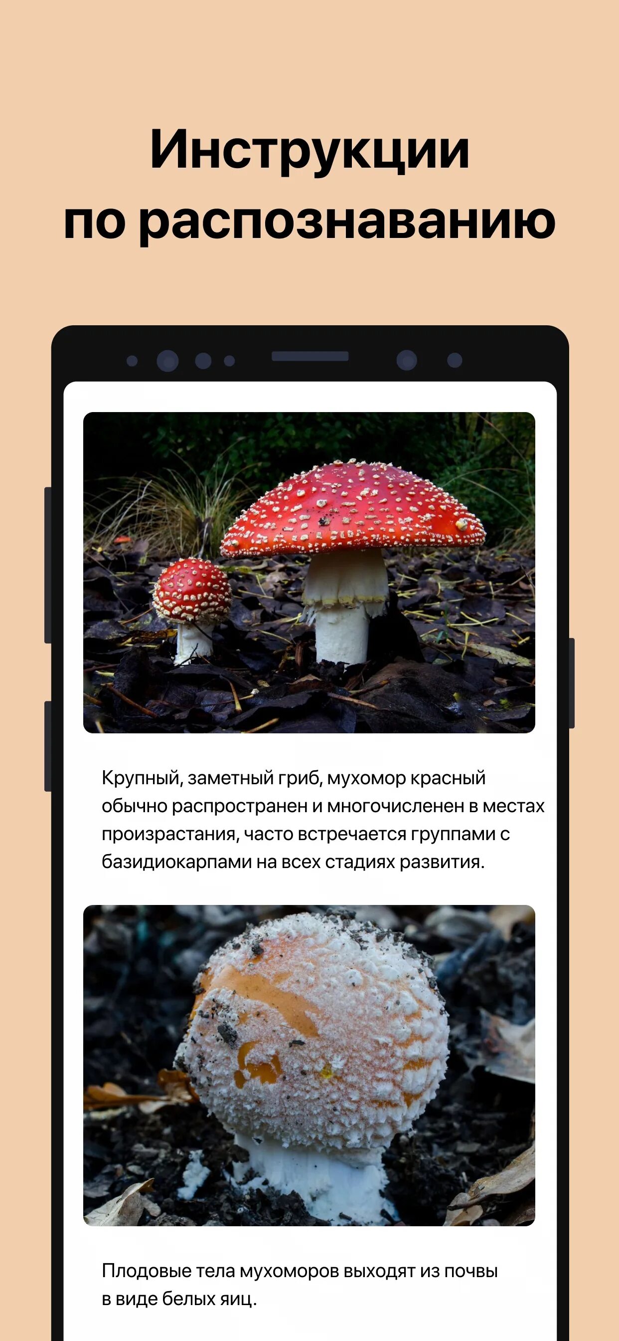 Программа распознавания грибов по фото Picture Mushroom (apk) - Скачать для Android