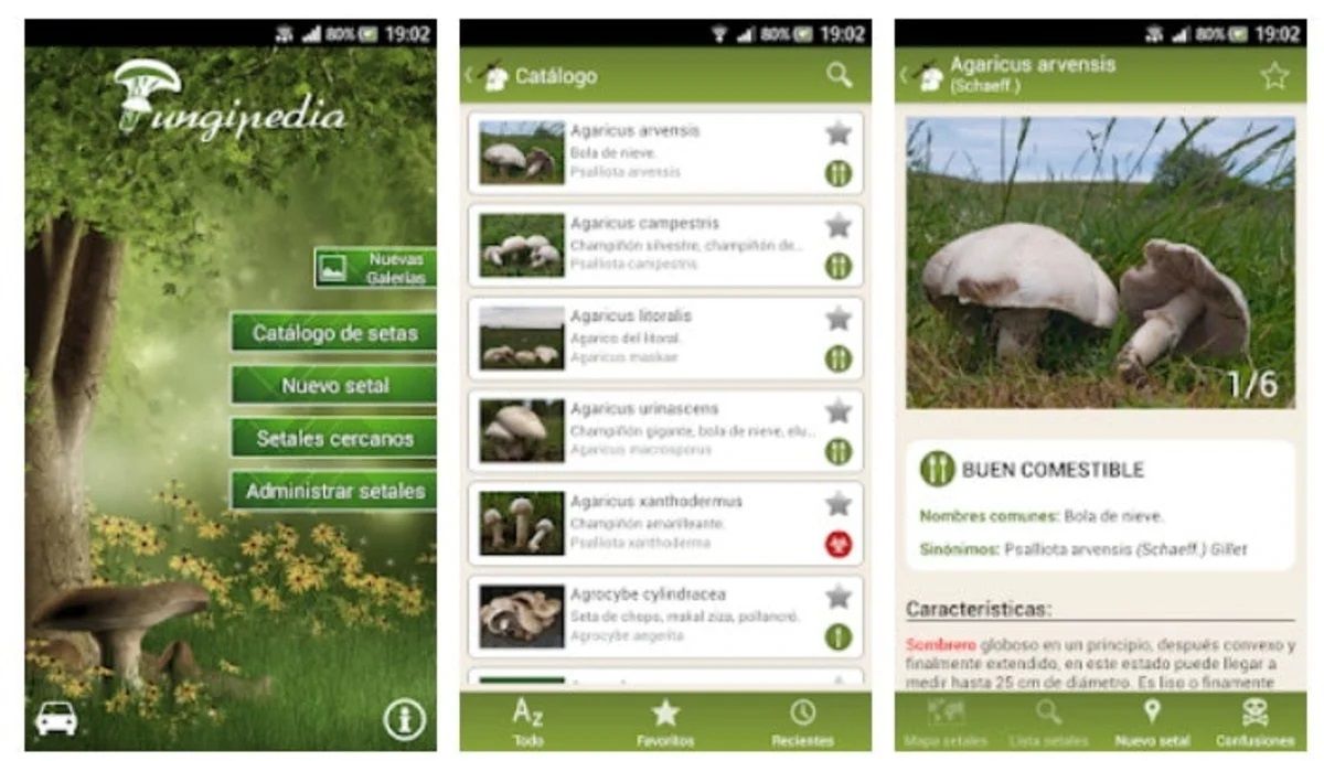 Программа распознавания грибов по фото для андроид Temporada de setas 2021: las más consumidas y 7 app para identificarlas