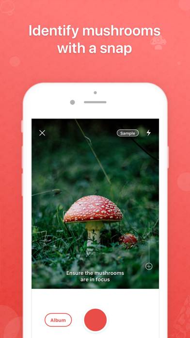 Программа распознавания грибов по фото для андроид Picture Mushroom - Mushroom ID App Download