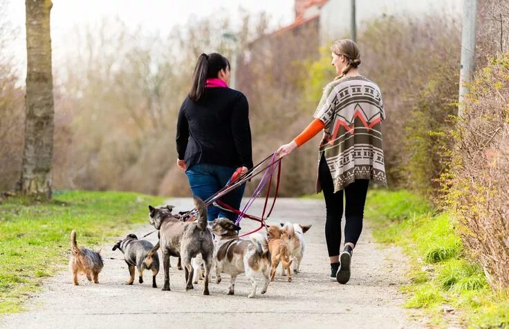 Прогулка с собакой фото Urlaub ohne Hund: Hundesitter oder Hundepension? zooplus Magazin Dog walking rat