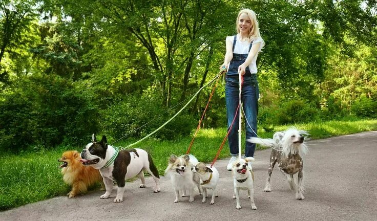 Прогулка с собакой фото 7 Tips on Becoming a Dog Walker Dog walking services, Indoor dog park, Dog walki