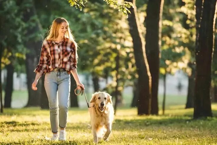 Прогулка с собакой фото Leinenführigkeit - Wenn der Hund an an der Leine zieht Leinenführigkeit, Hundeer