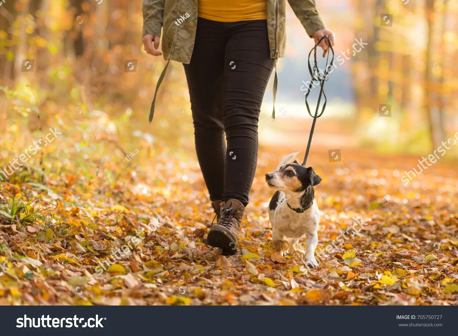 Прогулка с собакой фото 567.257 Walking dog Gambar, Foto Stok & Vektor Shutterstock