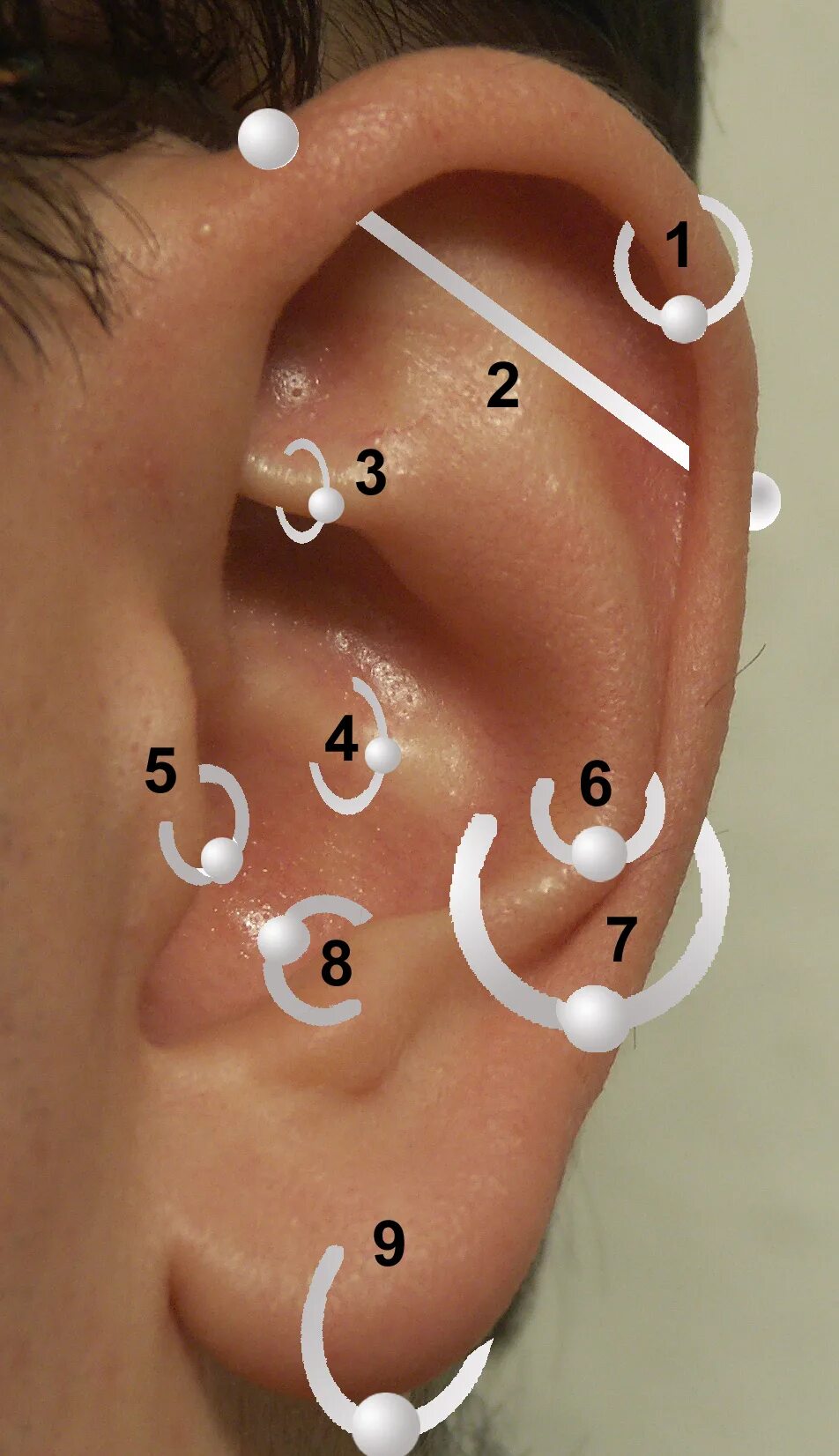 Прокол мочки уха фото Файл:Positions of earrings.jpg - Википедия