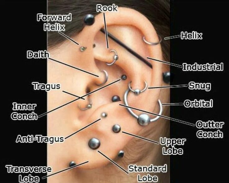 Прокол ушей как называется все виды фото Piercing Types and 80 Ideas On How to Wear Ear Piercings Ear piercings chart, Ea