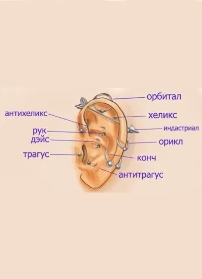 Прокол ушей как называется все виды фото Пирсинг в Новодвинске ВКонтакте