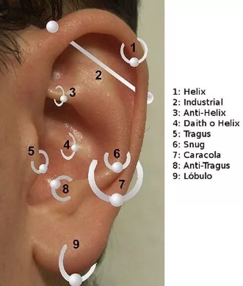 Прокол ушей как называется все виды фото Pin on Piercings Earings piercings, Piercings, Cool piercings