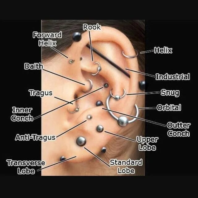 Проколы уха названия с фото Whoops... Ear piercings chart, Piercings, Ear piercings