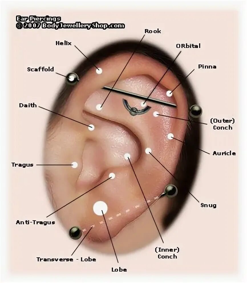 Проколы уха названия с фото ear piercing types Ear piercing diagram, Ear piercing names, Ear piercings