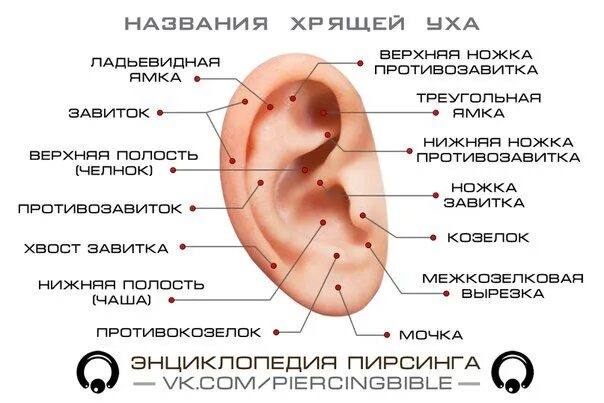 Проколы ушей виды фото и названия Излюбленным проколом был и остается пирсинг хрящика, но... Мало кто знает скольк