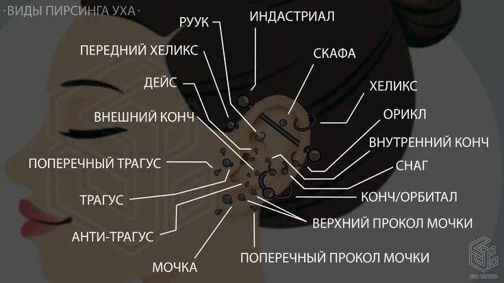 Проколы ушей виды фото и названия 17 видов пирсинга уха Пирсинг ушной раковины, Пирсинг, Идеи для пирсинга