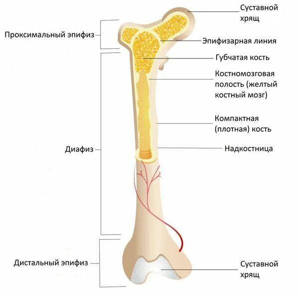 Проксимальный отдел бедренной кости фото Гипопитуитаризм: причины, симптомы и лечение в статье эндокринолога Бабинцева М.