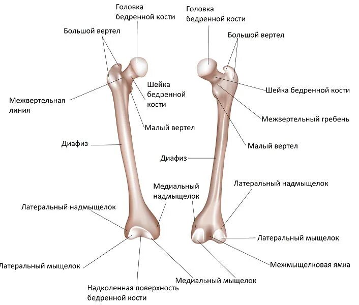 Проксимальный отдел бедренной кости фото 9. Бедренная кость. Строение, классификация, функции.