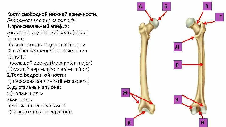 Проксимальный отдел бедренной кости фото Скелет нижних конечностей Скелет нижних конечностей свободной